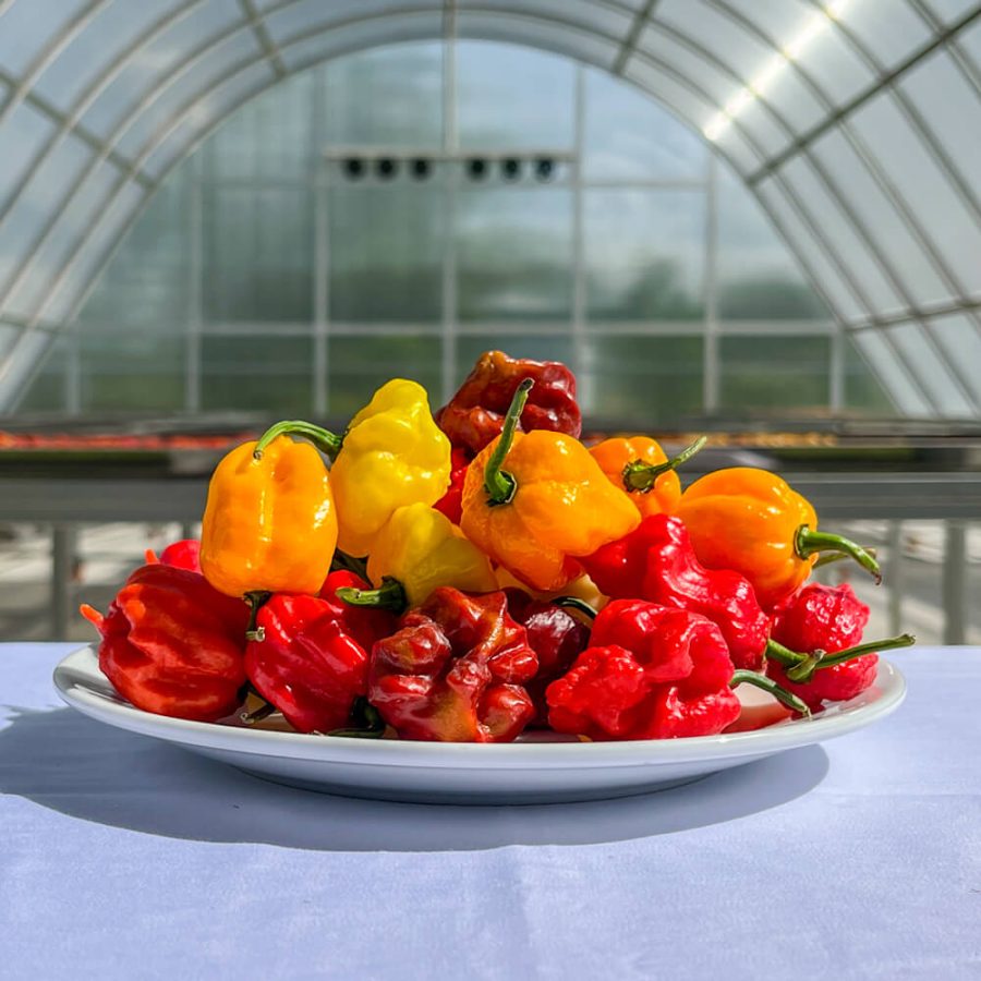 Mix Fresh Chili