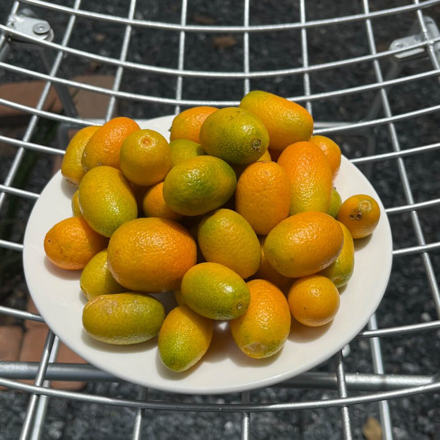 Kumquat - Image 5