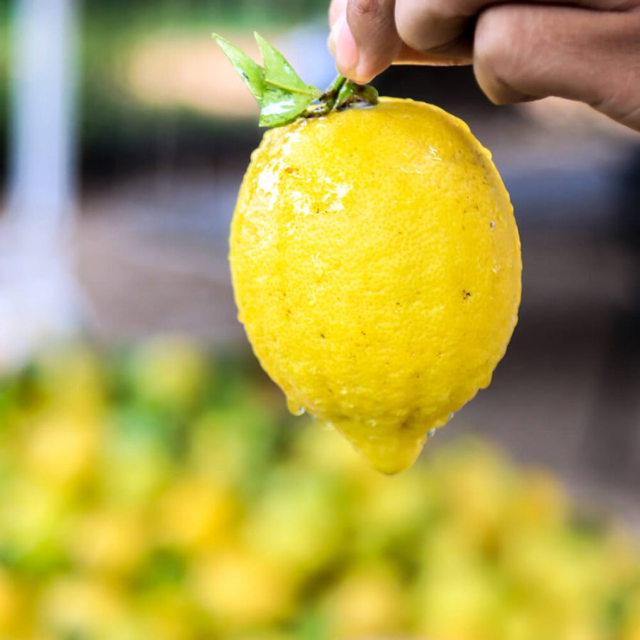 Meyer lemon - Image 5