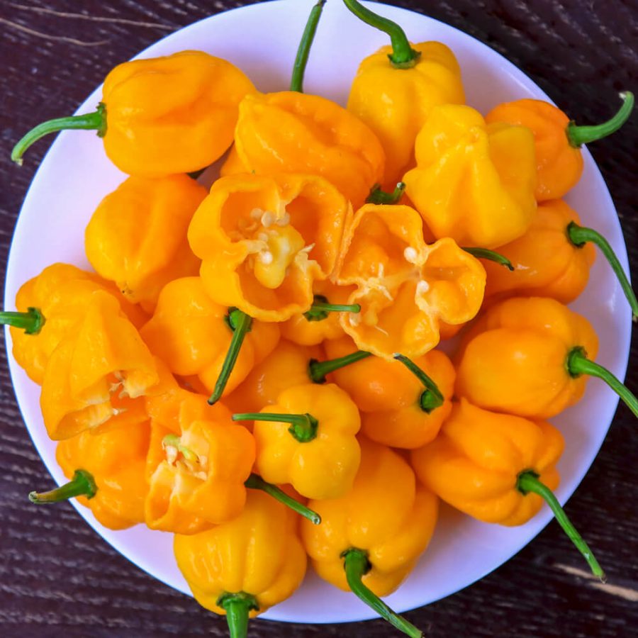 7 pot orange