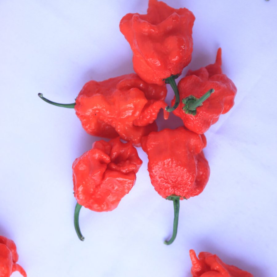 Carolina Reaper