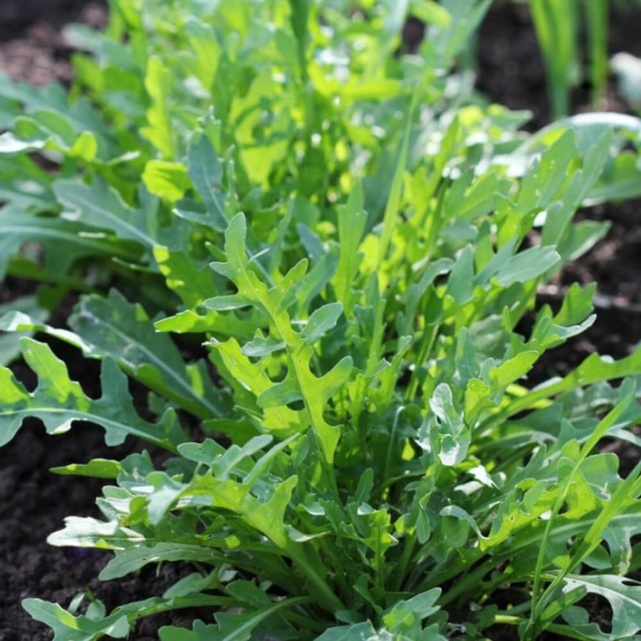 Arugula