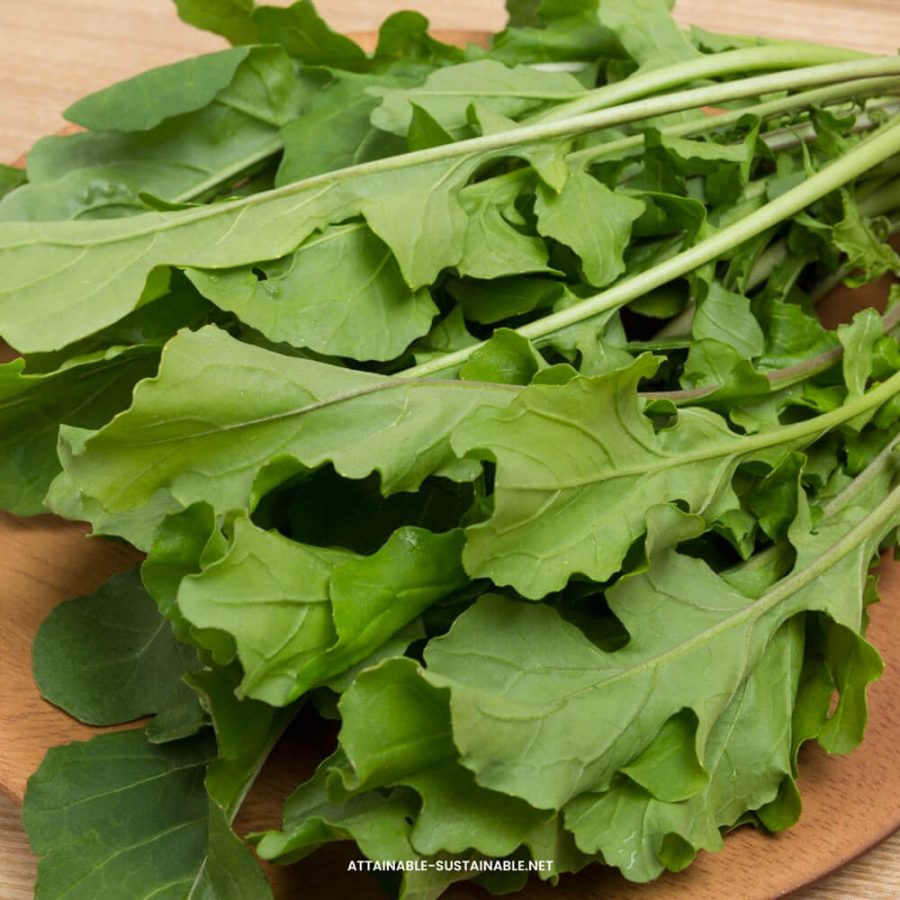Arugula - Image 2