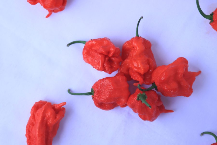 Carolina Reaper - Image 5