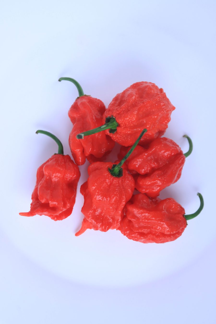 Carolina Reaper - Image 3