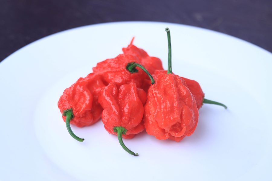 Carolina Reaper - Image 2