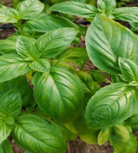 Italian Basil