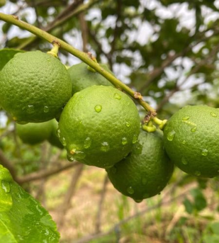 Seedless Lime